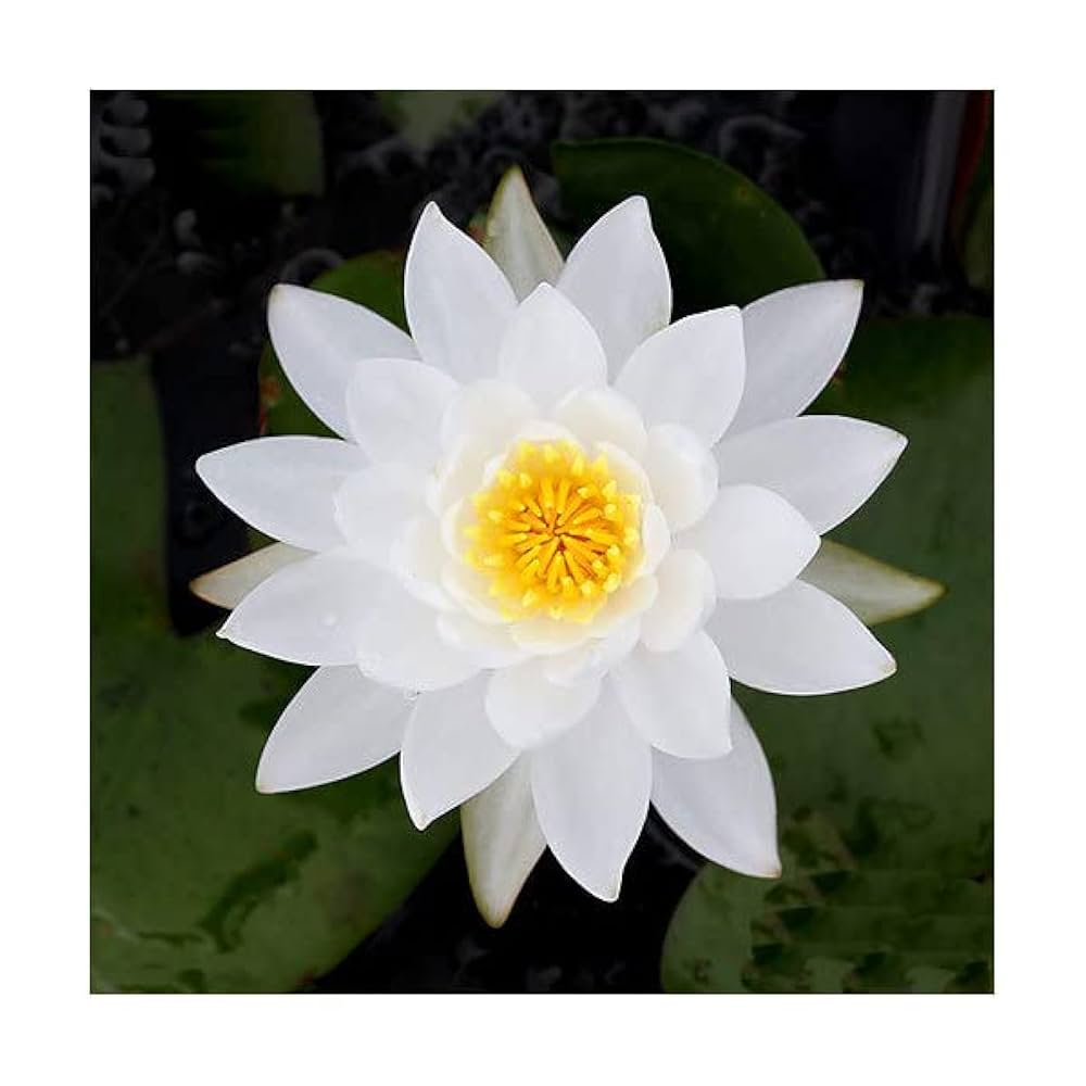 Amazon.co.jp: （ビオトープ）睡蓮 温帯性睡蓮（スイレン）（白